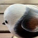 papi のプロフィール写真